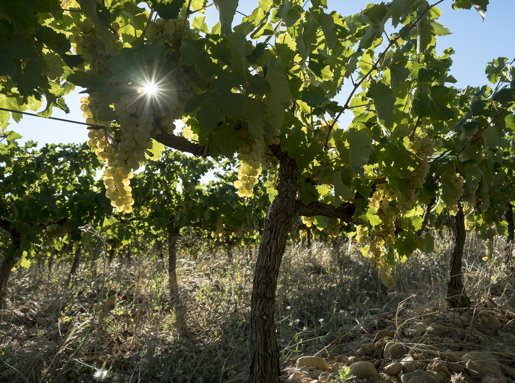 vignes DOMAINE
COMTE DE LAUZE