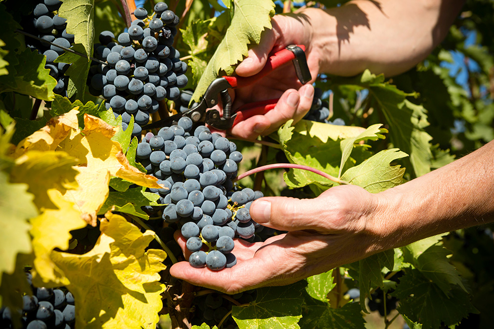 vendanges DOMAINE
COMTE DE LAUZE 