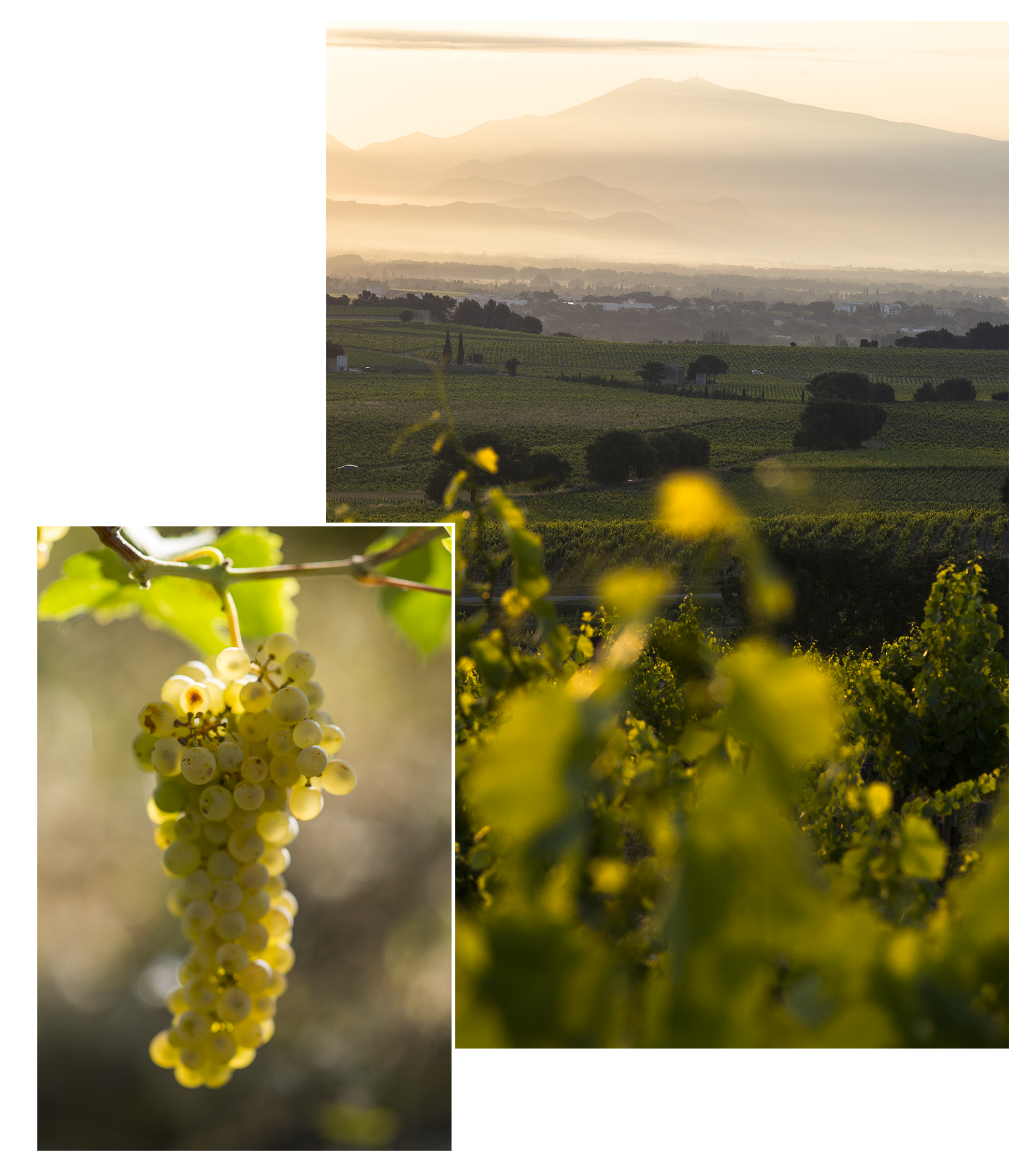 vignes et propriété DOMAINE
COMTE DE LAUZE