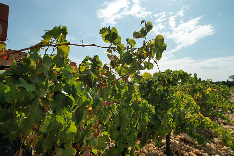 vignes DOMAINE
COMTE DE LAUZE